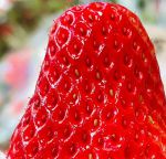 幸福宝草莓视频新版