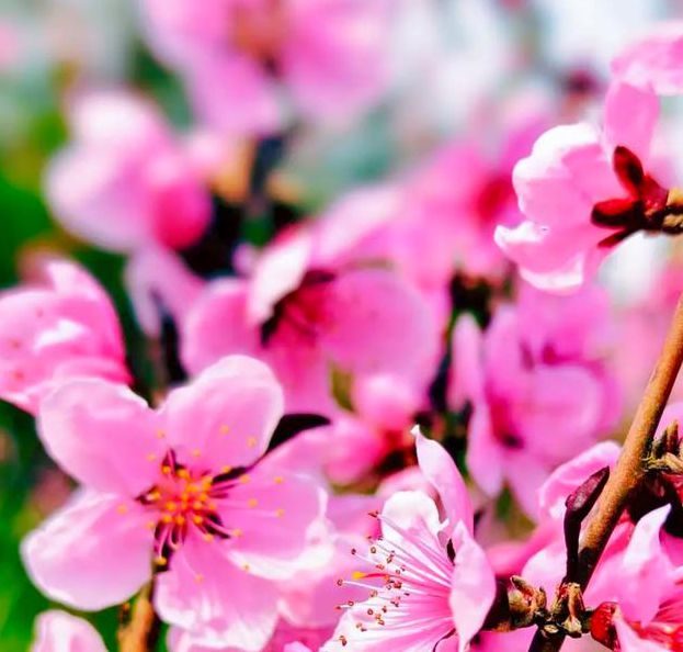 桃花社区视频在线