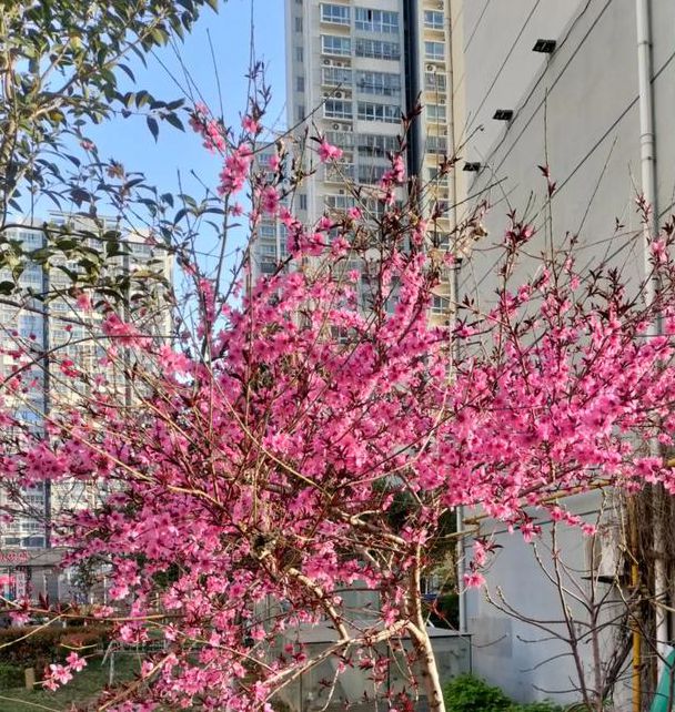 桃花社区视频在线