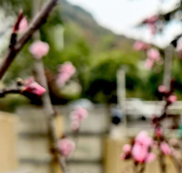 桃花社区视频在线