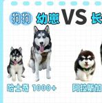 大狗vslilray在线