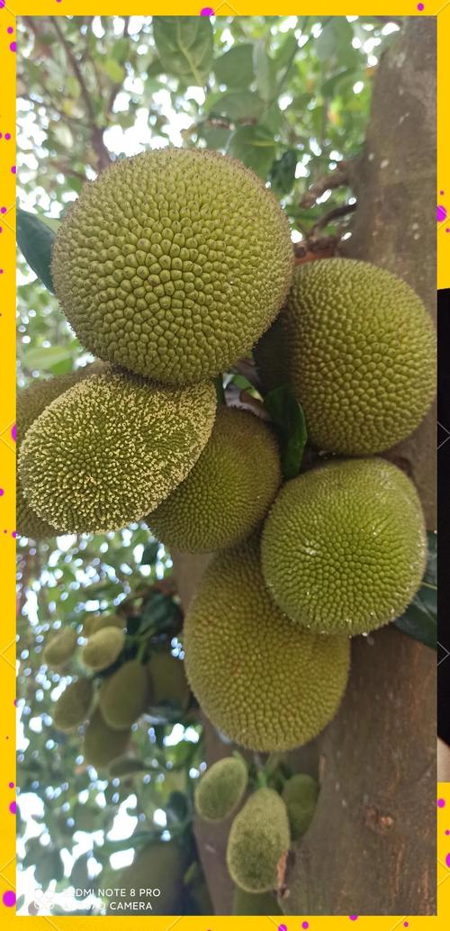 菠萝蜜app汅api免费新版