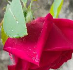 羞答答的玫瑰在线影院App