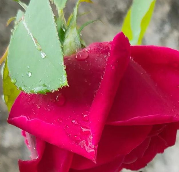 羞答答的玫瑰在线影院App