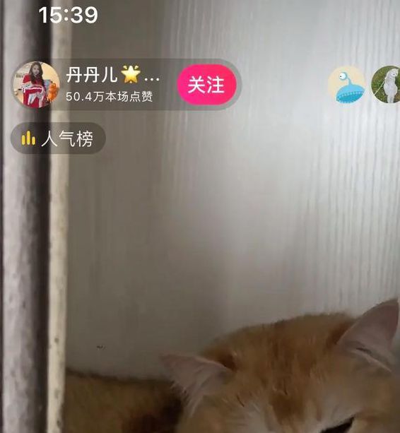 斗猫直播