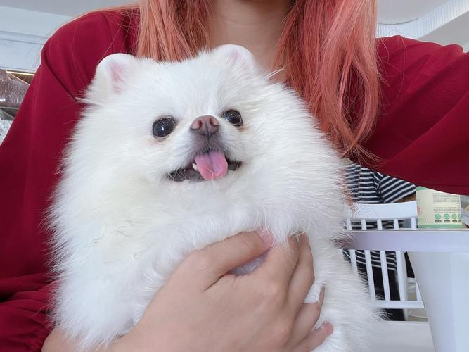 小奶狗官方下载app