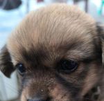 小奶狗官方下载app