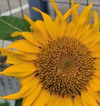 向日葵combo2.0深夜释放自己下载