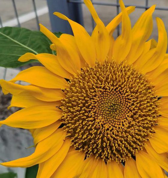 向日葵combo2.0深夜释放自己下载