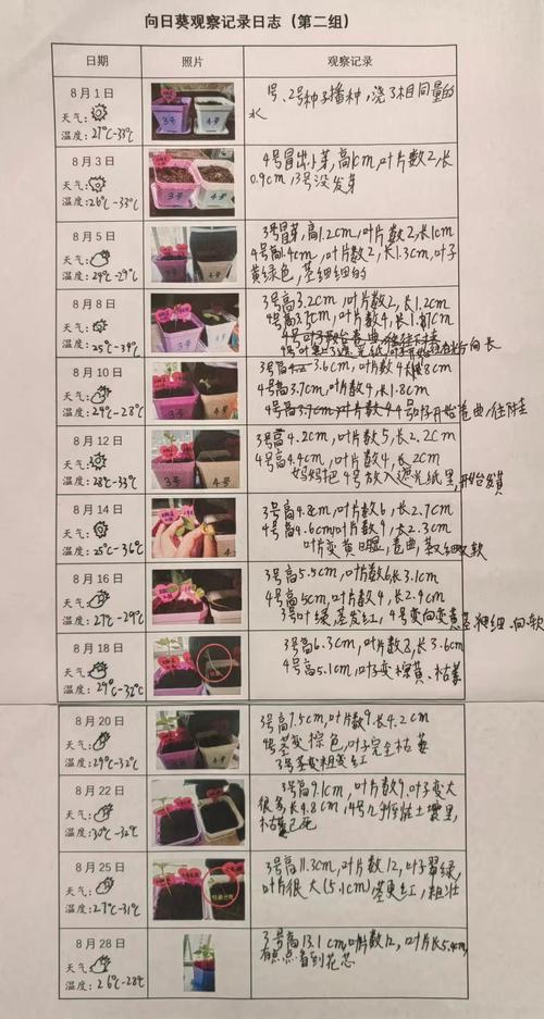 向日葵站长统计记录