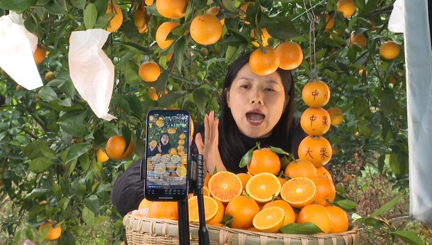 柑橘直播手机版