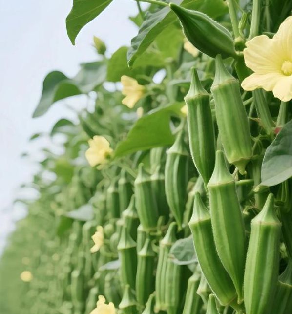 秋葵 茄子 丝瓜 香草 榴莲无限看