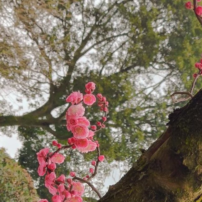 梅花app视频在线观看下载