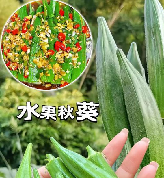 荔枝秋葵1.2.3安卓版