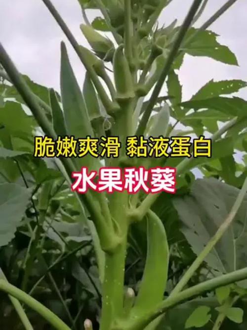 荔枝秋葵1.2.3安卓版