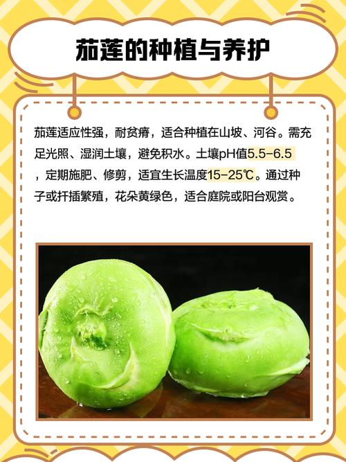 茄子丝瓜草莓榴莲