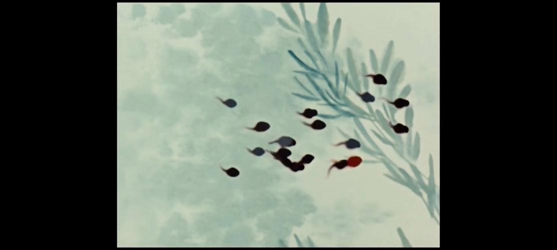 小蝌蚪视频www在线观看免费下载