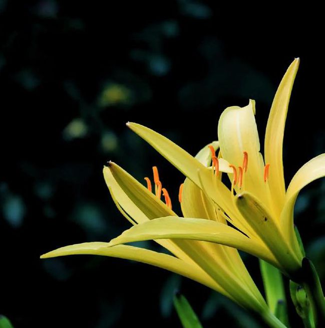 忘忧草视频资源app:能够在线欣赏观看真人秀直播的手机APP