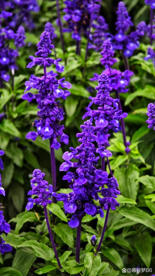 薰衣草视频APP下载入口