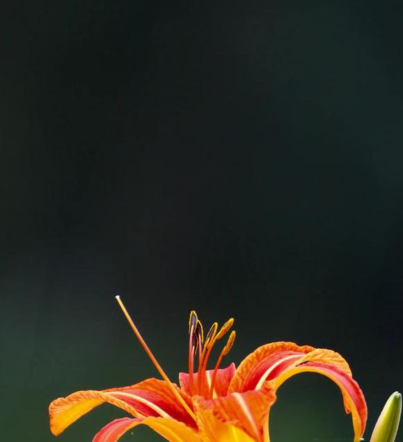 忘忧草资源在线www