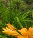 忘忧草资源在线www