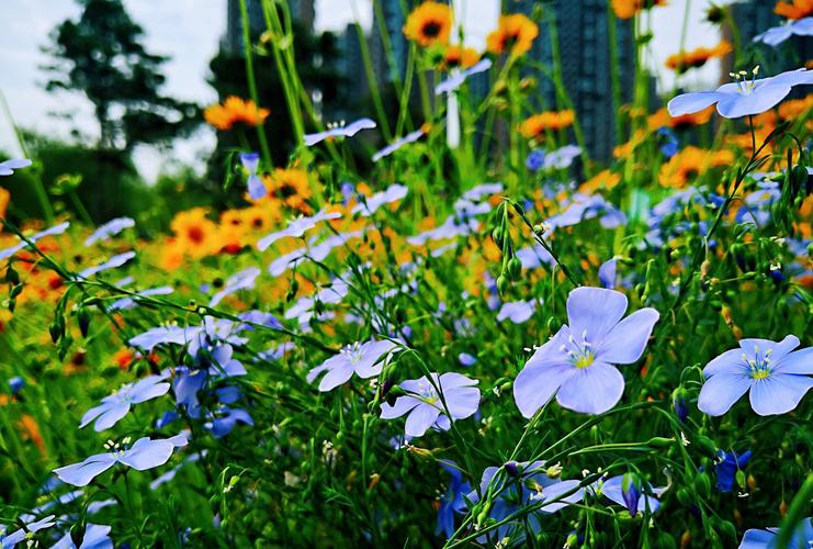 野花社区日本在线观看免费观看3