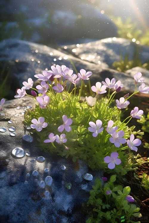 野花社区日本在线观看免费观看3