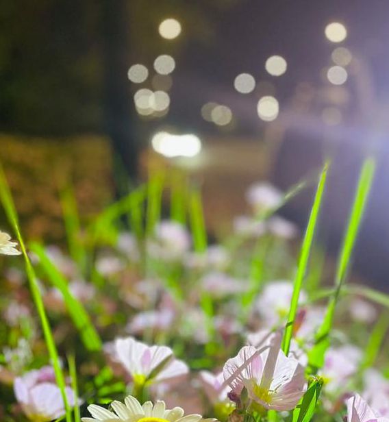 野花社区日本在线观看免费观看3