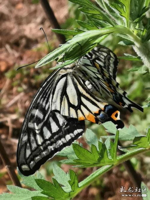 花蝴蝶免费视频直播