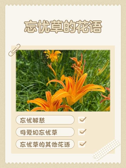 忘忧草wyc.ia俏佳人苹果版