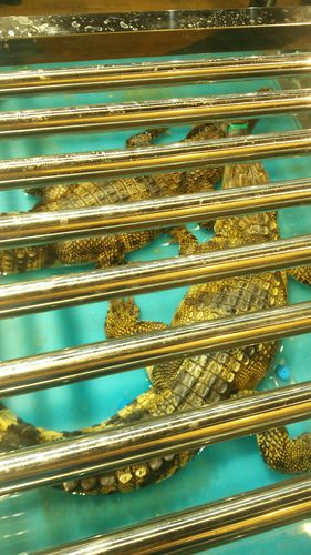 仙人掌锕好痛网站