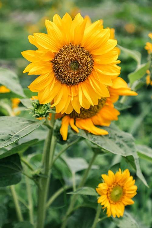 草莓茄子向日葵芭乐唧唧歪歪