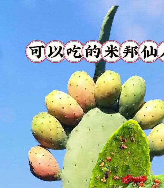 仙人掌视频嘿呦嘿呦app免费下载无限次