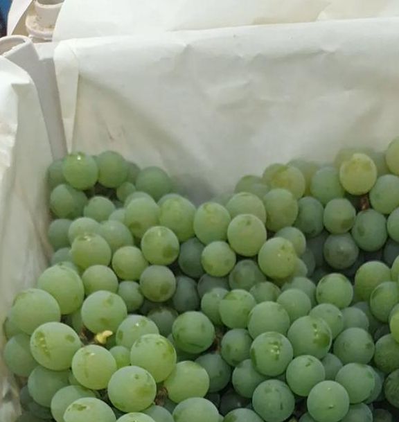 青葡萄