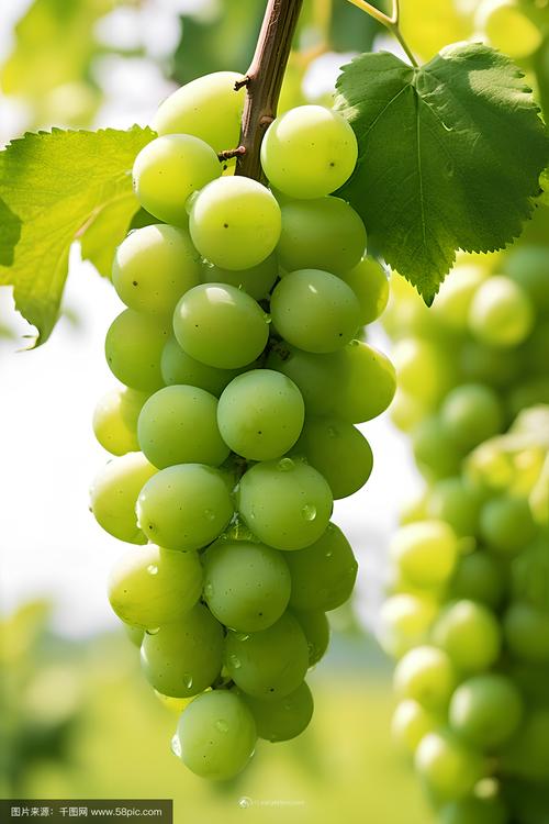 青葡萄