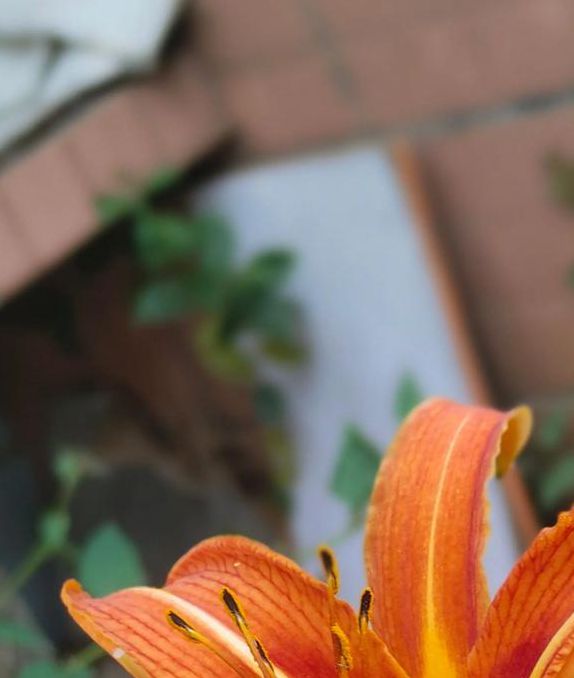 wyc.ia忘忧草在线