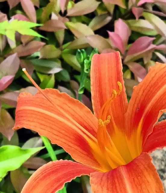 wyc.ia忘忧草在线