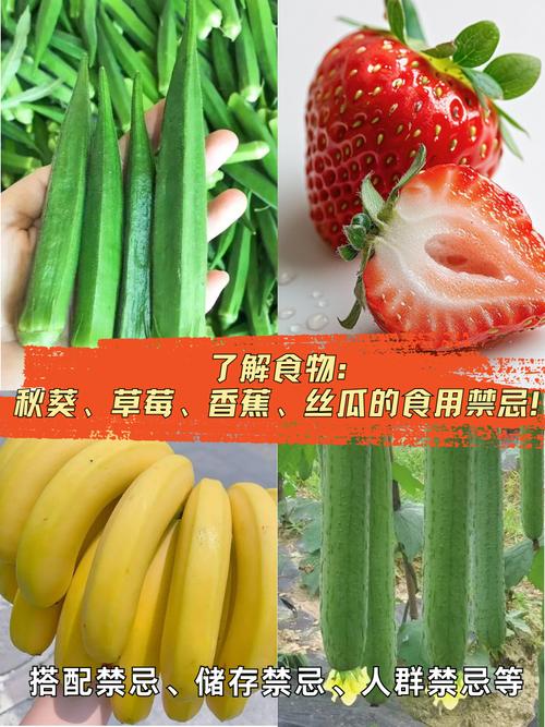 茄子草莓香蕉丝瓜秋葵最新版免费