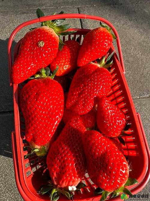 丝瓜榴莲樱桃向日葵草莓18岁污