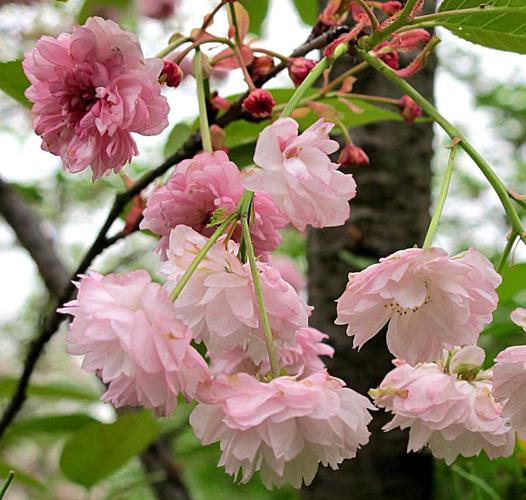 樱花直播进入窗口