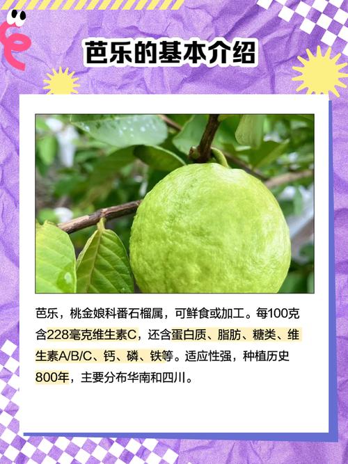 芭乐丝瓜榴莲石榴哔哩哔哩