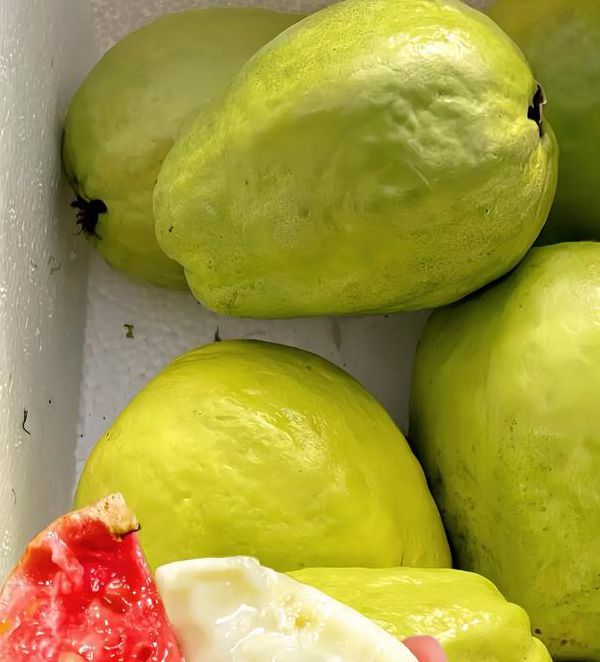 芭乐丝瓜榴莲石榴哔哩哔哩