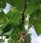 丝瓜黄瓜甜瓜绿巨人