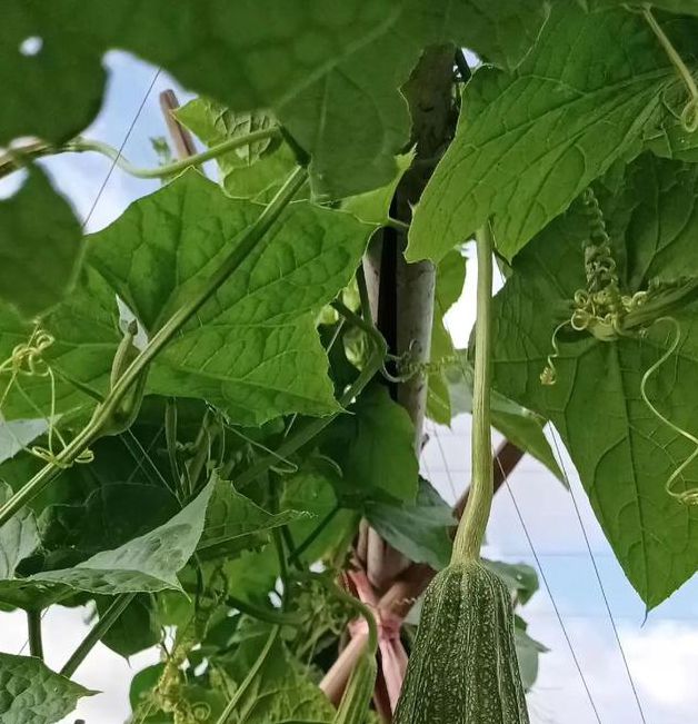 丝瓜黄瓜甜瓜绿巨人