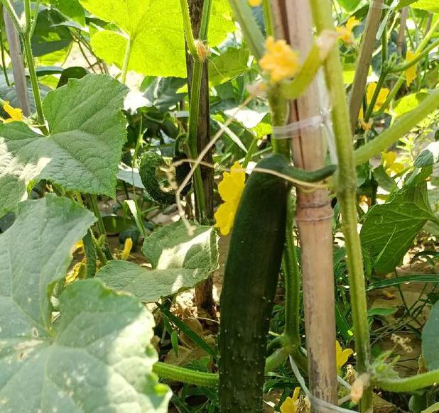 丝瓜黄瓜甜瓜绿巨人