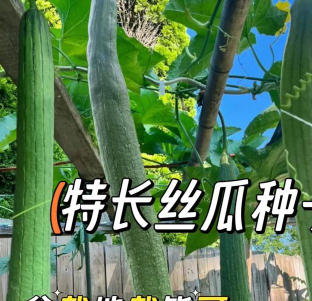 丝瓜黄瓜甜瓜绿巨人