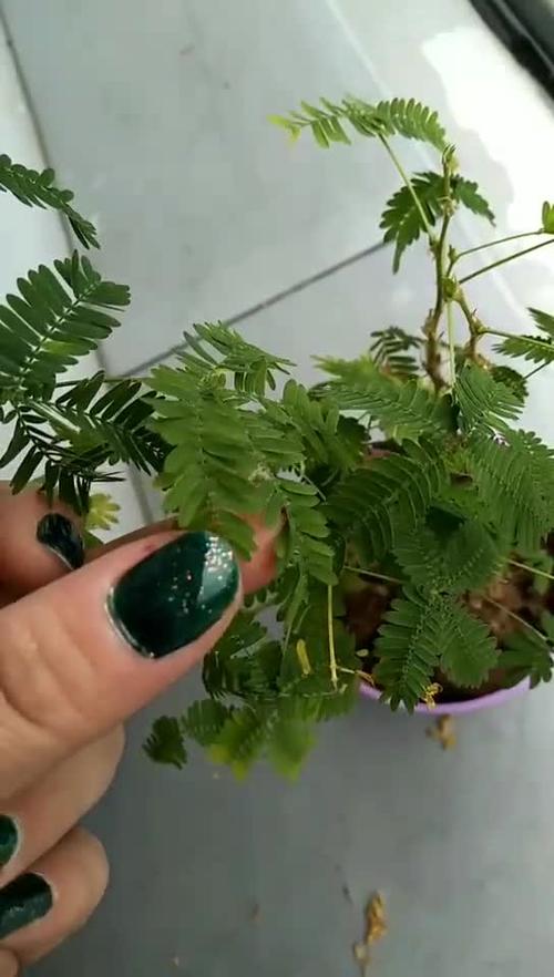 含羞草观看在线播放免费视频