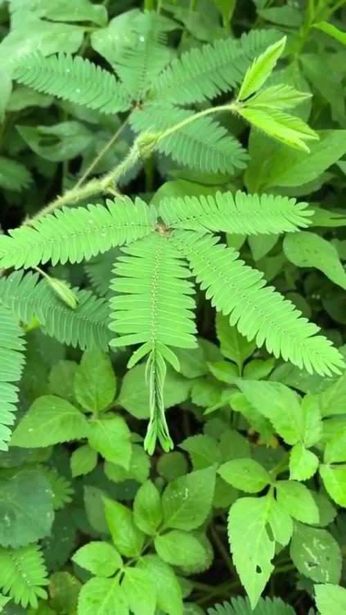 含羞草观看在线播放免费视频