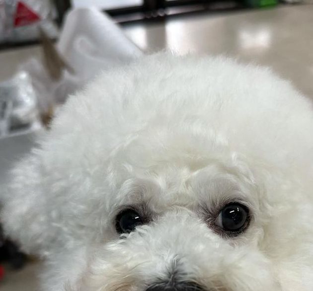 比熊语音接单平台