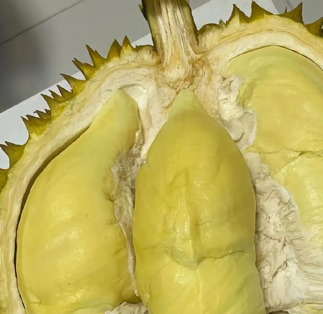 榴莲视频看了让你流连忘返